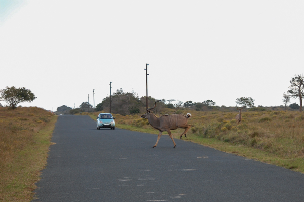 20120802   Sudafrica 0787